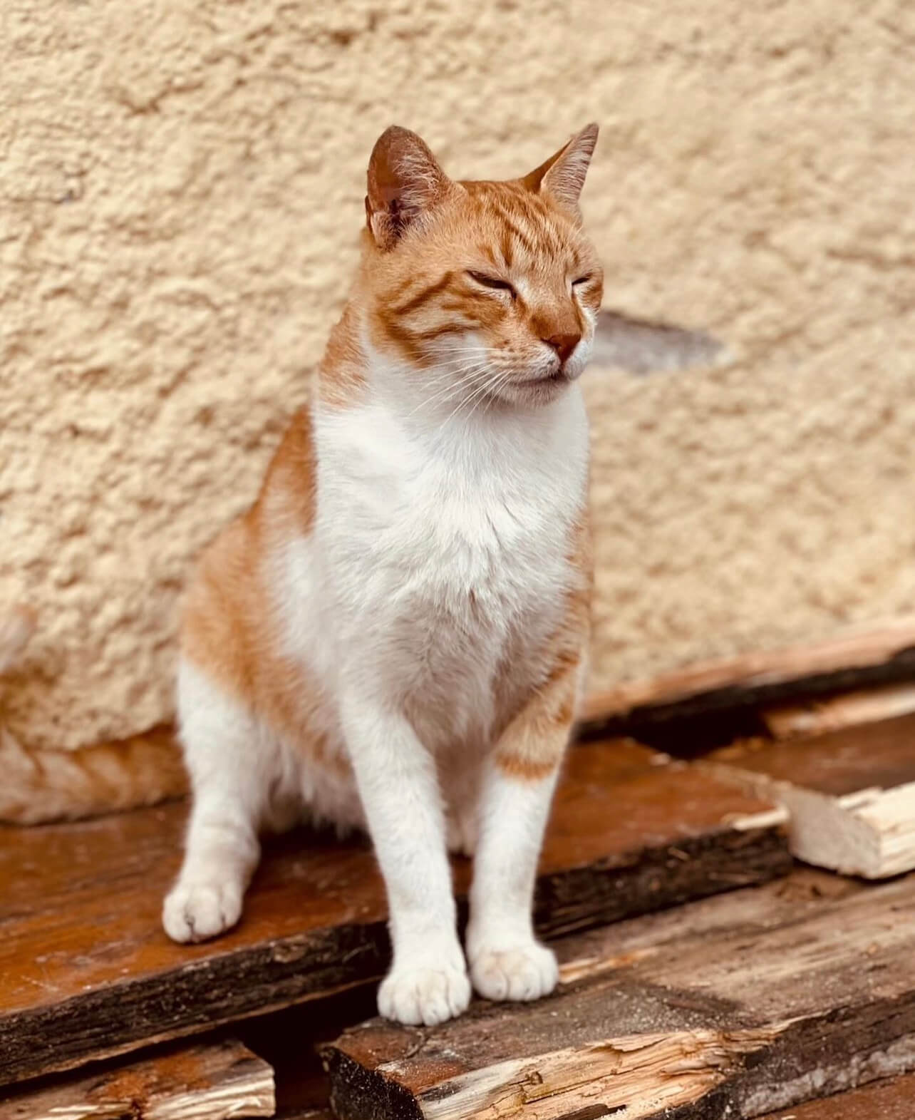 One of the many cats we came across in Athens