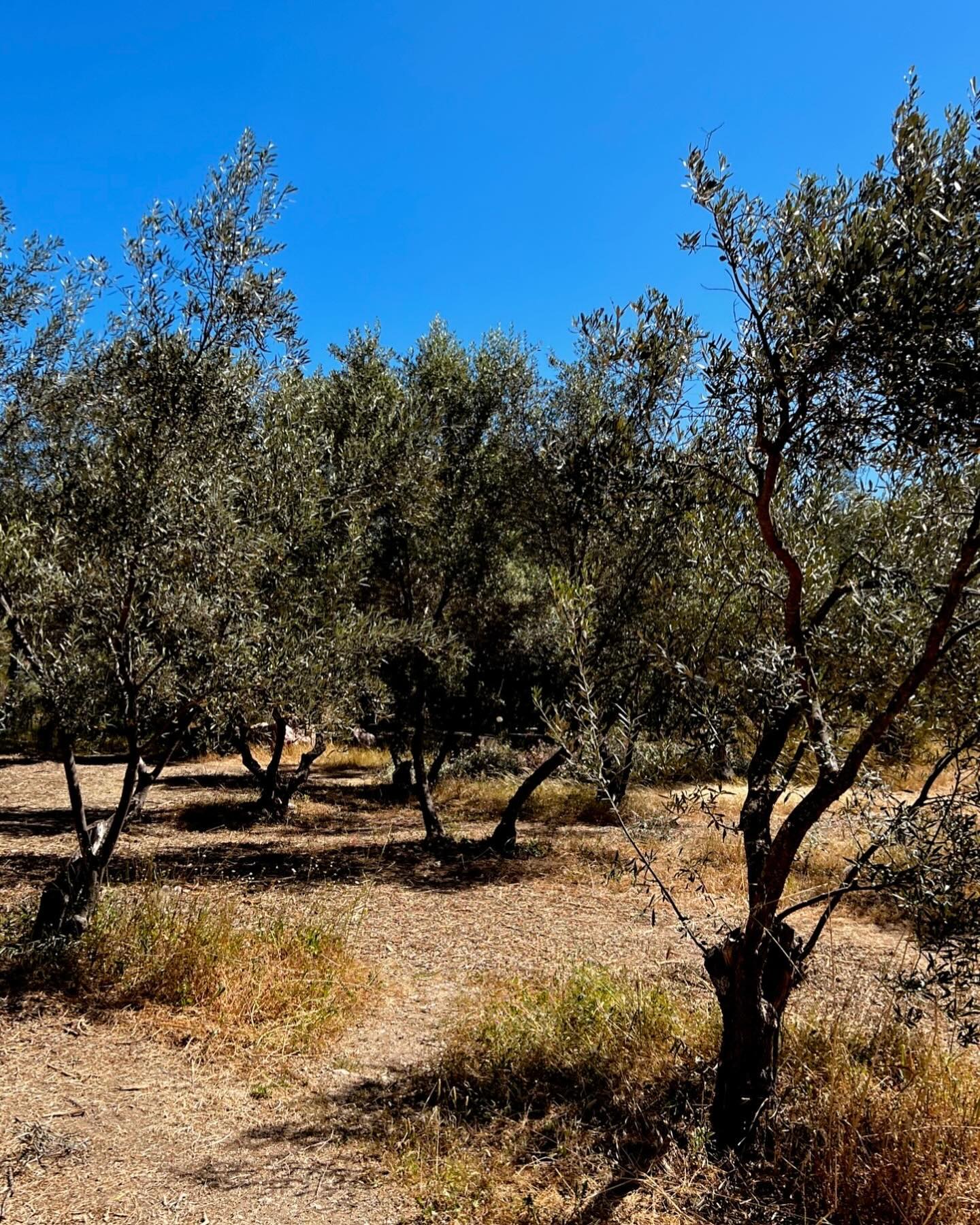 Olive Trees Epidaurus