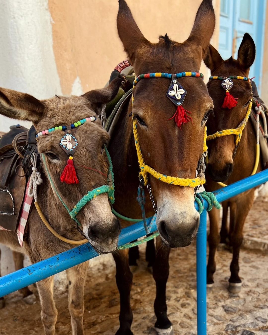 The donkeys of Santorini 