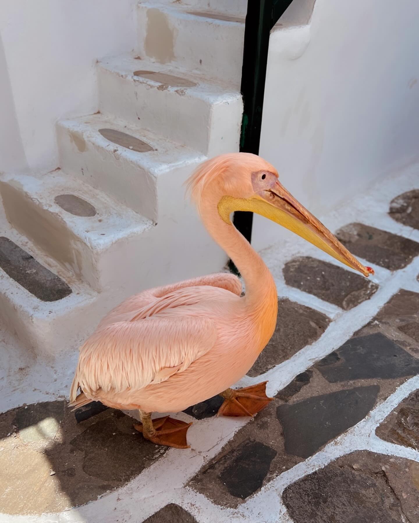 Pelican of Mykonos